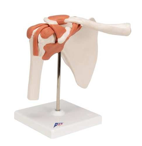 Pisces Healthcare Solutions. Anatomical Model - Shoulder