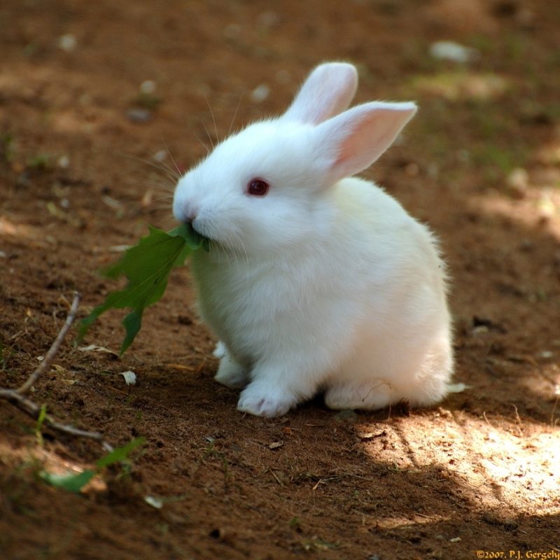 10 Most Popular Cute Baby Bunny Images FULL HD 1920×1080 For PC Desktop 2024 free download a baby bunny at the nearby shubenacadie wildlife park nova scotia 800x800