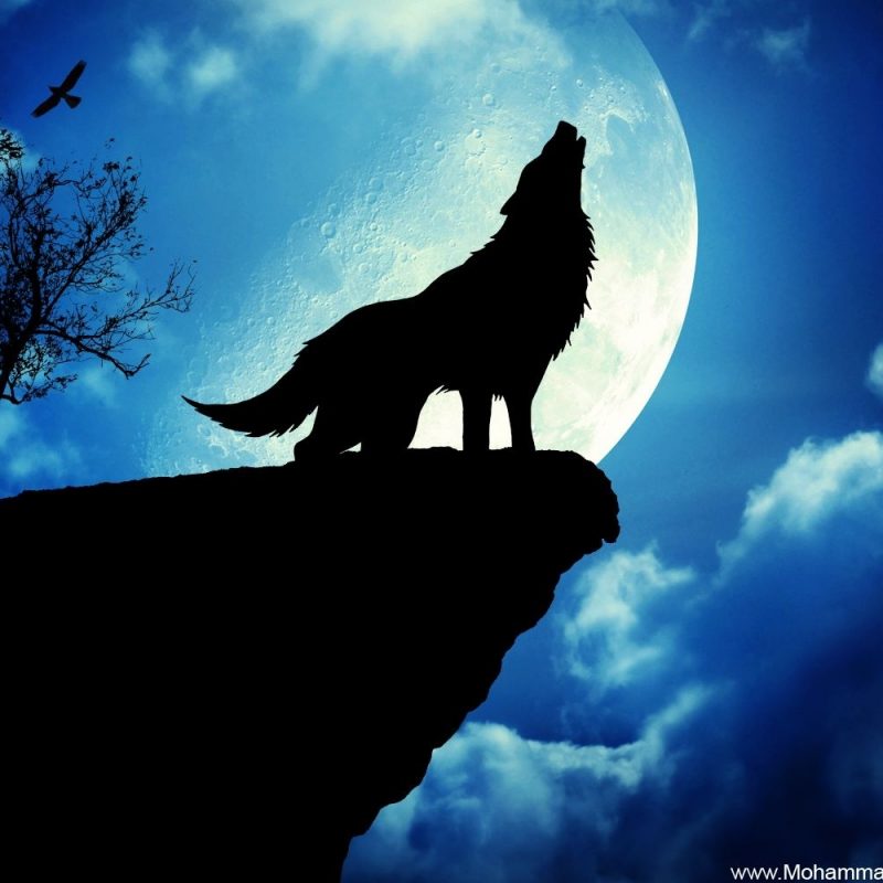 10 Top Moon And Wolf Wallpaper FULL HD 1920×1080 For PC Background 2024