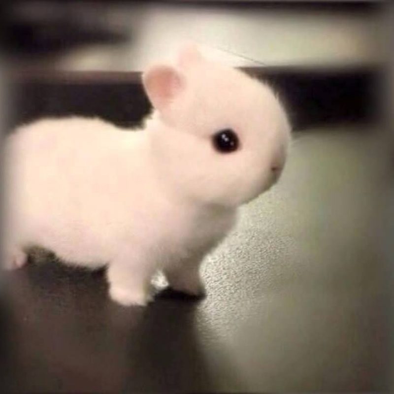 10 Most Popular Cute Baby Bunny Images FULL HD 1920×1080 For PC Desktop 2024 free download how adorable is this little baby bunny hes so tiny and cute he 800x800