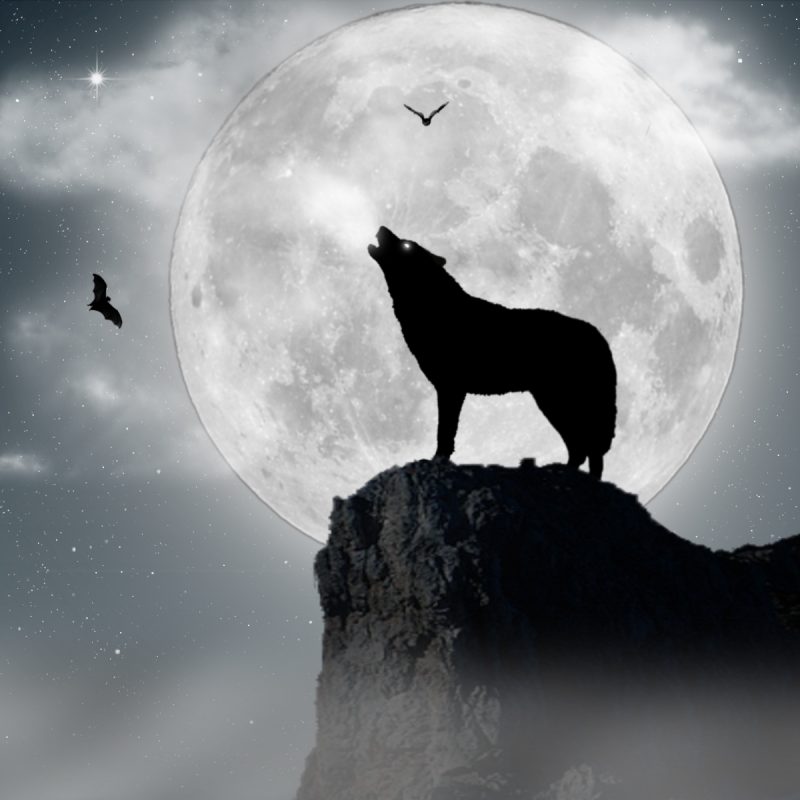 10 Best Wolf Howling At The Moon Wallpaper FULL HD 1080p For PC ...