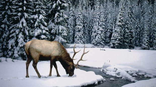 Image of Winter and Snow.