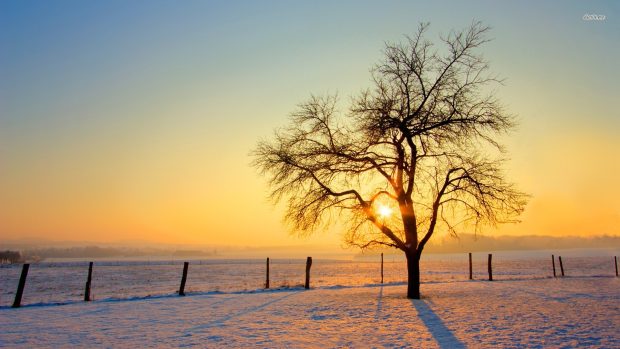 Winter wallpaper Field of Snow