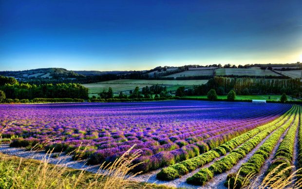 Purple Flower field backgrounds