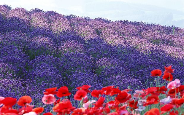 Purple flower photo