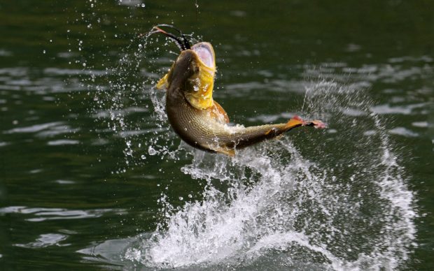 Bass fish fishing drops wallpapers 1920x1200.