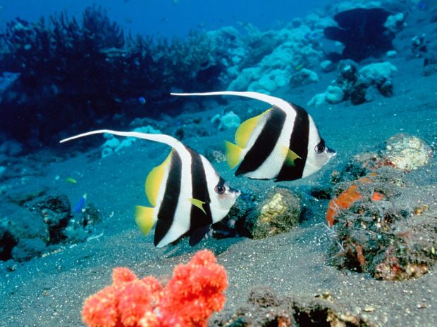 Bannerfish Deep Blue Sea Background.