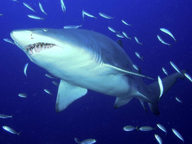 Tiger Shark Deep Blue Sea Background.