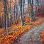 A beautiful autumn forest HD Desktop Background with a carpet of fallen leaves and a winding path.