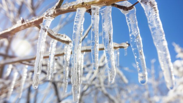 Winter snow with icicles hanging from tree branches.