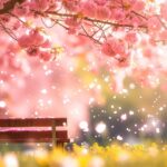 A peaceful spring scene with a bench under a blossoming tree.