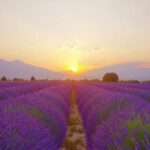 Picturesque lavender fields stretching into the distance under a warm sunset.