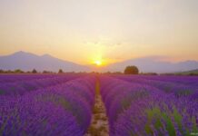 Picturesque lavender fields stretching into the distance under a warm sunset.