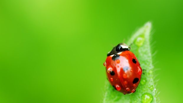 Green-ladybug-wallpapers