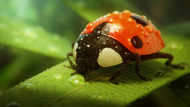 Lady-Bug-Wallpaper-HD