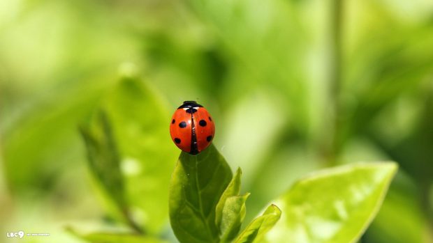 Ladybug-green-hd-widescreen-wallpaper-1920x1080