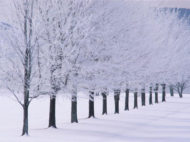 Tree and Snow Wallpaper HD.