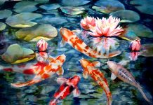 Koi Fish HD Wallpaper Free download.