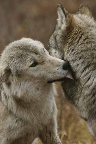 Desiring to belong | Native American Medicine | Pixie Lighthorse