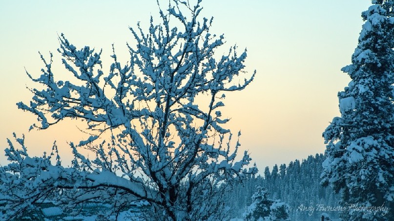 Overnight snow coats the trees as a soft morning glow appears.