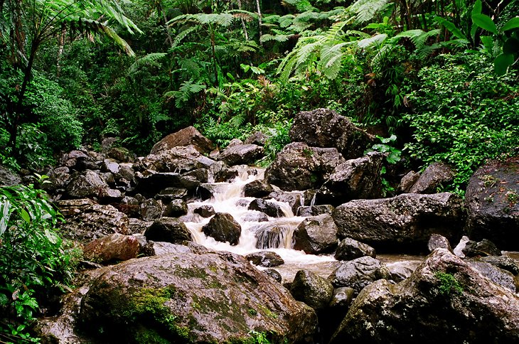 El Yunque National Forest