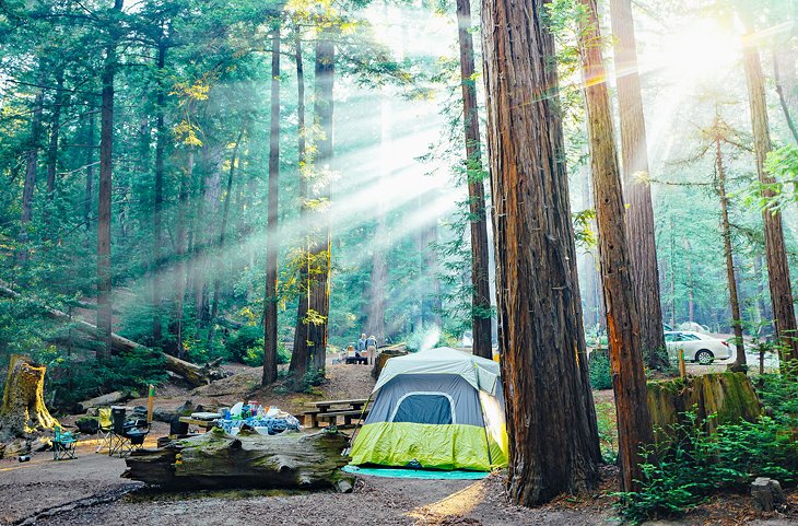 Redwoods State Park Big Sur