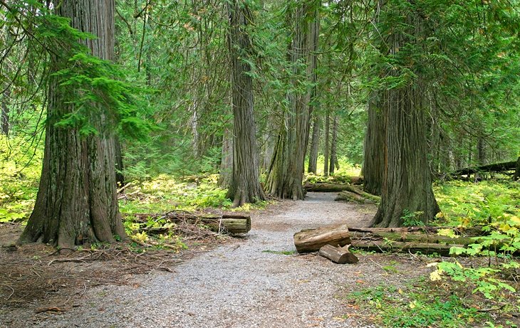 Ross Creek Cedar Scenic Area, near Bad Medicine Campground