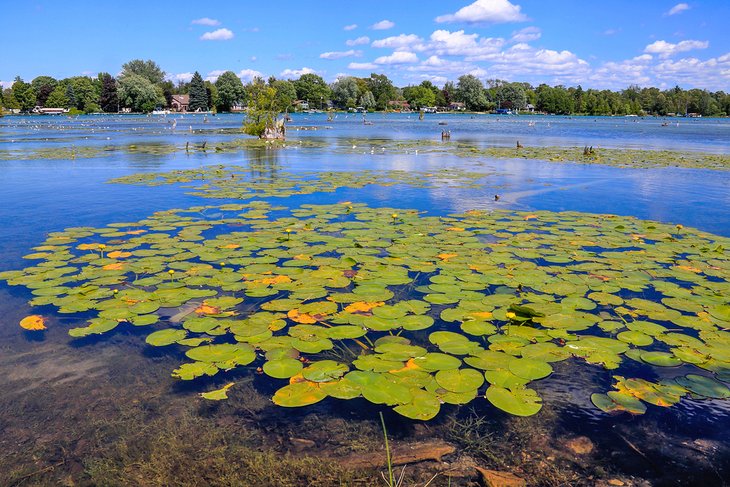 Lily pads on Elk Lake