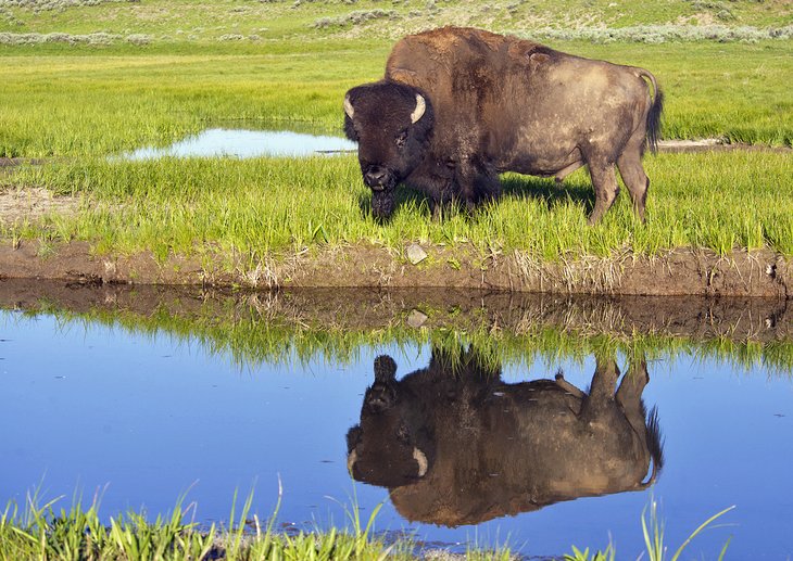 Bison in Yellowstone National Park