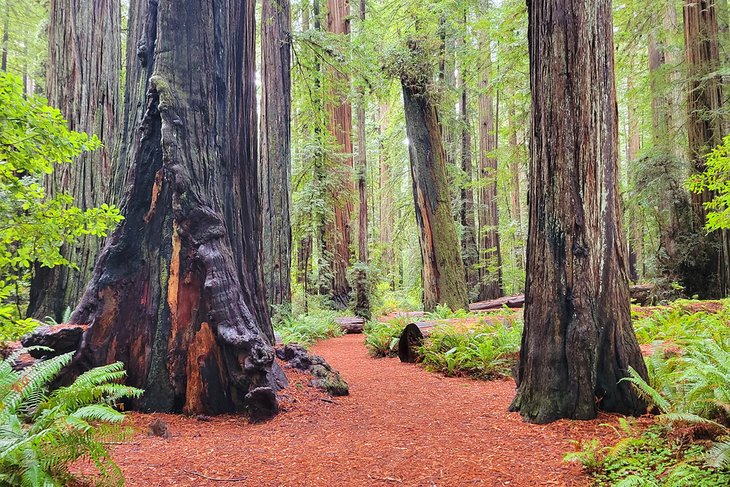 Coastal redwoods