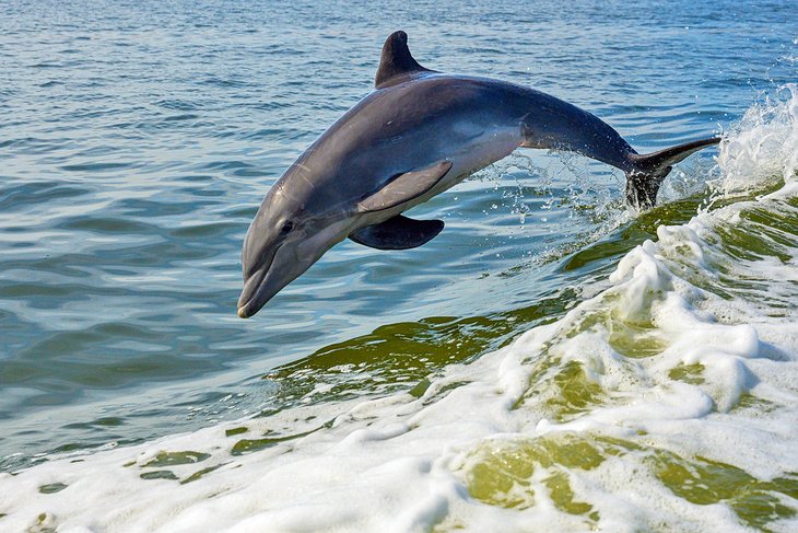 Dolphin jumping