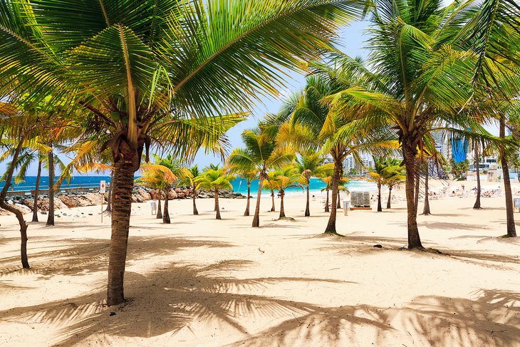 Palm trees on Condado Beach