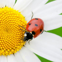 Plantes pour jardini�re d'hiver