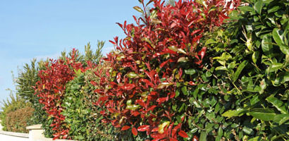 How to chose your hedge ?