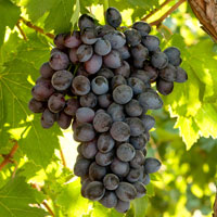 Vine - Grape