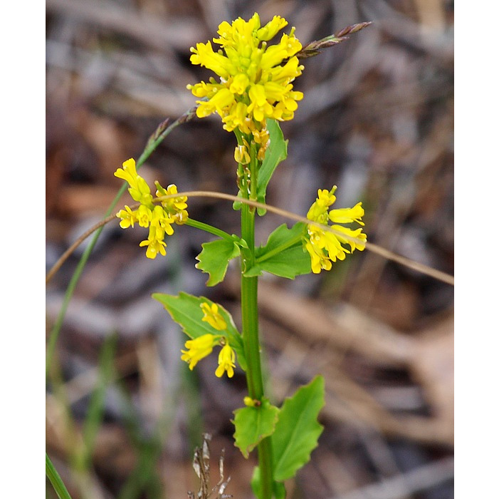 Изображение особи Barbarea stricta.