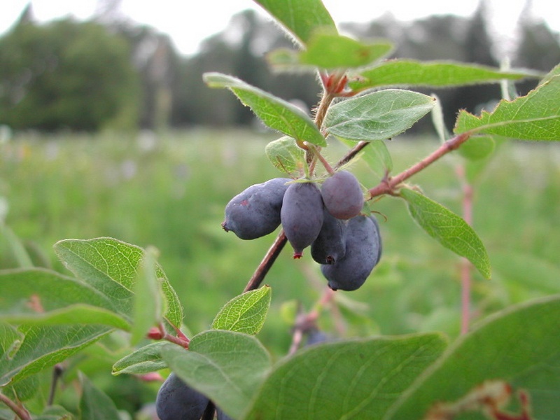 Изображение особи Lonicera caerulea.