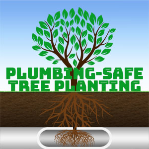 Plumbing-Safe Tree Planting