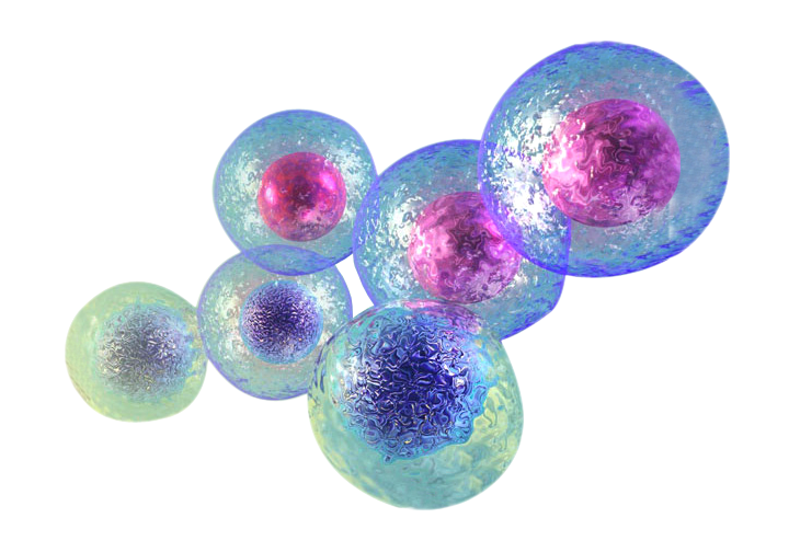 Animal Cell Transparent Background image.