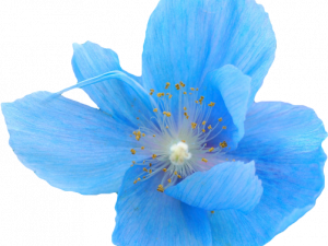 Blue Flower Illustration