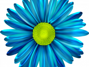 Blue Flower Spring PNG File