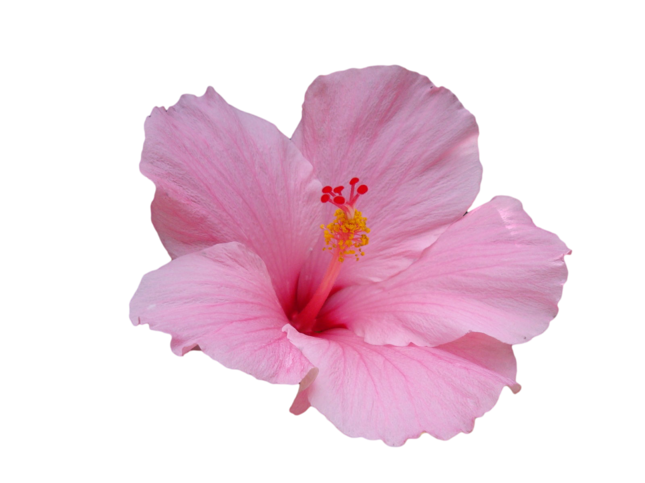 Hibiscus Flower Silhouette Png