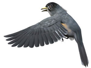 Fairy Bird PNG Pic