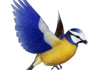 Fairy Bird PNG Picture