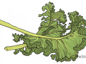 Kale Healthy Food PNG Image