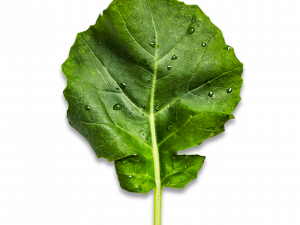 Kale PNG Clipart