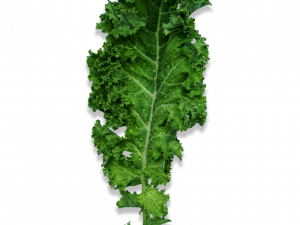 Kale PNG Photos