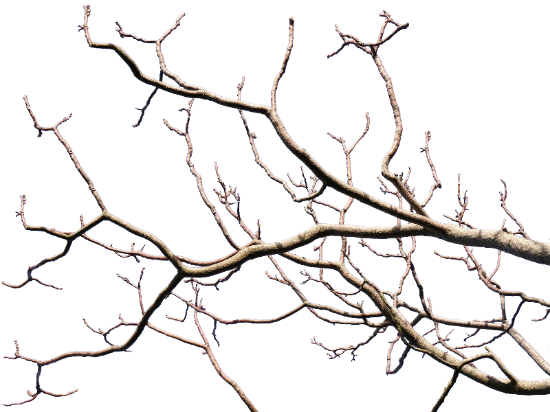 Tree Branch PNG Image HD