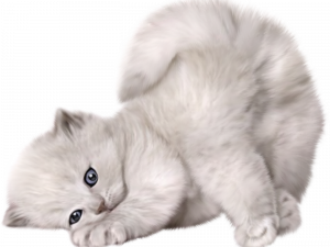 white kitten, playful cat, fluffy pet, adorable feline, Cat PNG