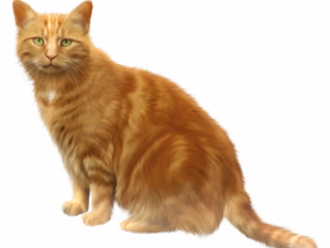 orange cat, domestic feline, fluffy pet, ginger tabby, Cat PNG